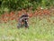 Young Raccoon Stopping to Smell the Flowers