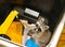 Young raccoon stuck in a garbage container