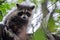 Young Raccoon in Tree