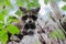 Young Raccoon in Tree