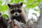 Young Raccoon in Tree