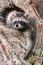 Young Raccoons (Procyon lotor) Hangs Out in Tree