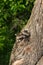 Young Raccoons (Procyon lotor) Poke Heads out of Tree