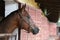 Young racehorse head looks out from the stable in summer