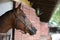 Young racehorse head looks out from the stable in summer