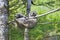 Young racoons hanging from tree branch