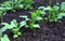 Young radish and cucumber seedlings in the garden