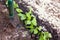 Young Radish Growing