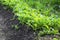 Young radish harvest row in the garden, green young leaves of ra