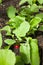 Young Radish Plants