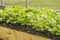 Young radish plants in the greenhouse, the concept of growing organic vegetables indoors all year round