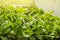 Young radish plants in the greenhouse, the concept of growing organic vegetables indoors all year round