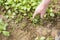 Young radish plants with hand of senior gardener. Permaculture