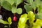 Young radish seedlings