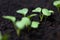 Young Radish Seedlings or Sprouts