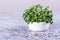 Young radish sprouts. Fresh radish microgreen. Natural Green Vitamins. Microgreen copy space