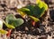 Young radishes growing in the garden in early spring