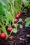 Young radishes growing in raised bed garden