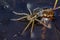 Young Raft Spider (Dolomedes fimbriatus)