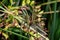 Young Raft Spider (Dolomedes fimbriatus)