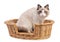 Young ragdoll cat six months old in basket