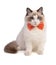 Young ragdoll cat six months old with an orange bow tie