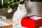 Young ragdoll cat waiting under christmas tree by the open gift