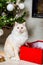 Young ragdoll cat waiting under christmas tree by the open gift