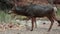 Young rain soaked mule deer watches herd members