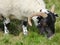 A Young Ram Grazes Peacefully on the Isle of Iona, Scotland