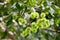 Young rambutan fruit on tree