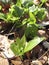 Young Ramsons and Arum in the beech forest