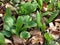 Young Ramsons and Arum in the beech forest