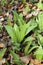 Young Ramsons in the beech forest