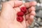 Young ranger collected forest berries especially Rubus idaeus perfectly colored in red. Three pecies of raspberries in manÂ´s hand