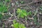 Young raspberry shoots spring in garden of berries