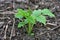 Young raspberry shoots spring in garden of berries