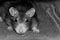 Young rat with big black eyes portrait rodent toning muzzle long mustache close-up in focus disiain base substrate site