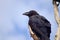 Young raven in a tree