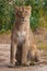 Young reaches out and stands up. Lioness is a large predatory strong and beautiful African cat