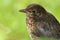 Young recently fledged blackbird, turdus merula