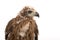 Young red-backed Sea-eagle