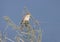 Young red-backed shrike Lanius collurio