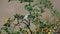 Young Red-backed Shrike, Lanius collurio, sitting on a dogrose bush