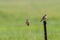 Young red-backed shrikes sit on the wire and posts of a pasture fence