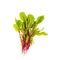 Young red beetroot sprouts isolated on white background
