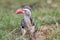 Young Red-billed Hornbill front view