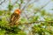 Young red-billed Quelea bird