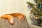 Young red cat of Maine Coon breed sleeping on top of sofa near d