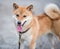 The young red cheerful fluffy dog shiba inu walks on the street.